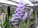 Rhy. coelestis x Vanda luzonica